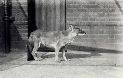 Szibériai vadkutya vagy dhole a londoni állatkertben, 1916. október